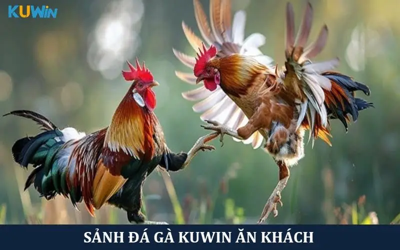 Thông tin cơ bản sảnh Đá gà Kuwin mới nhất